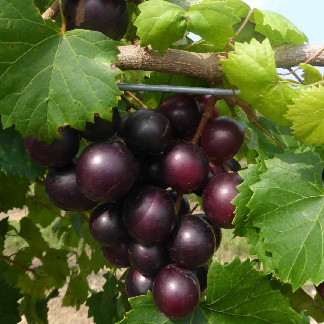 Muscadine-Grapes-Fruit-BoxS.webp