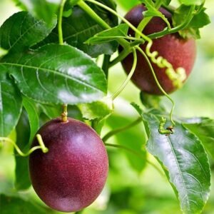Buy Passion Fruit Box USA | Tropical Fruits Delivery