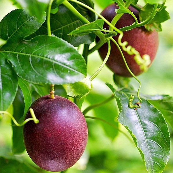 Passion-Fruit-BoxS.jpg