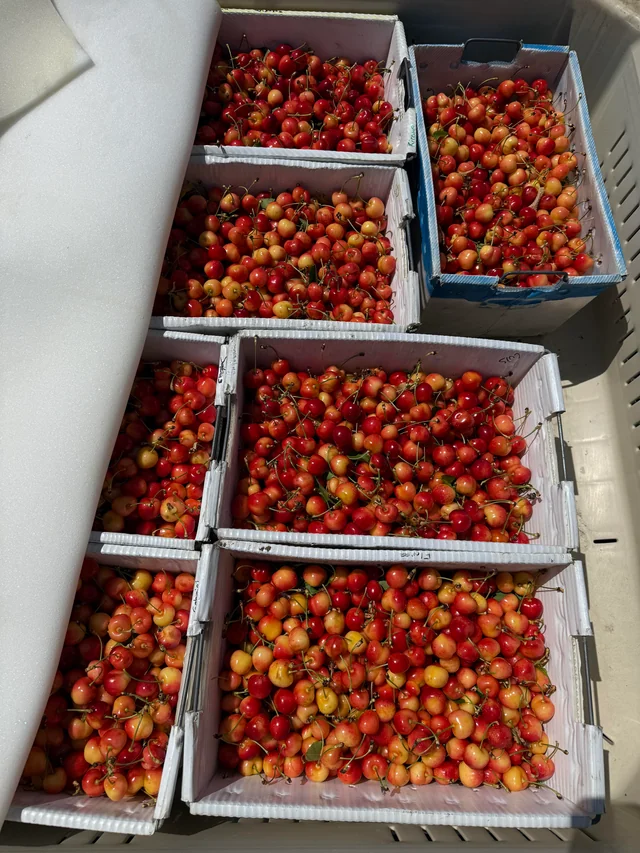Rainier-cherries-Fruit-Boxs.webp