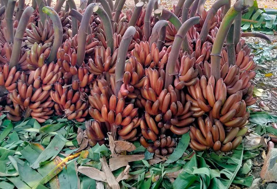 Red-Banana-Fruit-Box.jpg