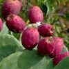 Buy Red Cactus Pear Fruit Box USA | Tropical Fruits Delivery