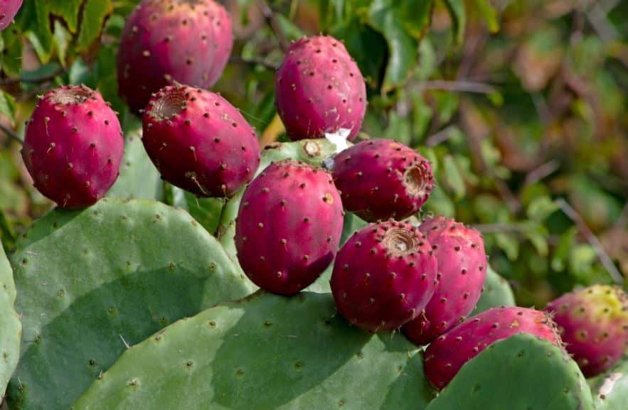 Red-Cactus-Pear-Fruit-Boxs.jpg