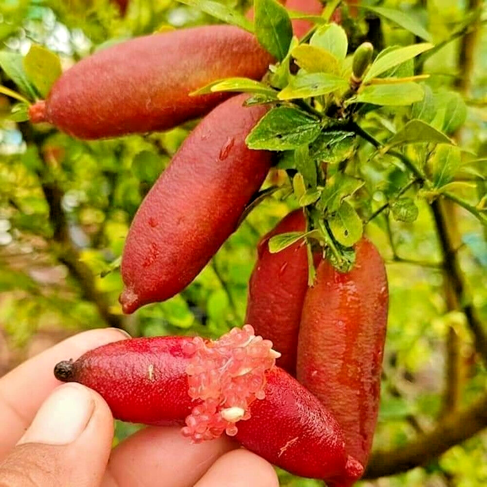 Red-Caviar-Lime-Fruit-Box.png