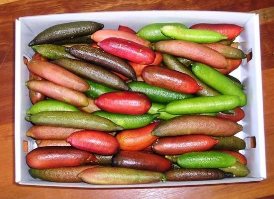 Red-Caviar-Lime-Fruit-Boxes.jpg