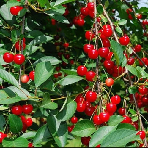 Red-Cherry-Fruit-Boxes.webp