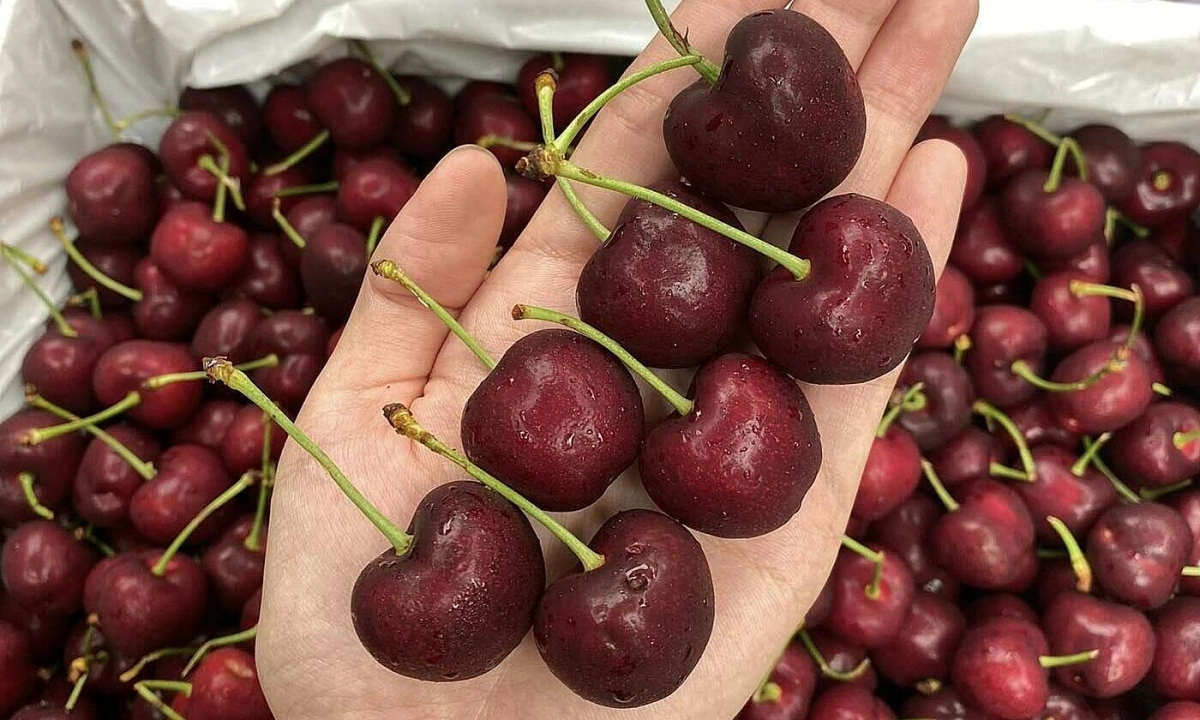 Red-Cherry-Fruit-Boxs.webp