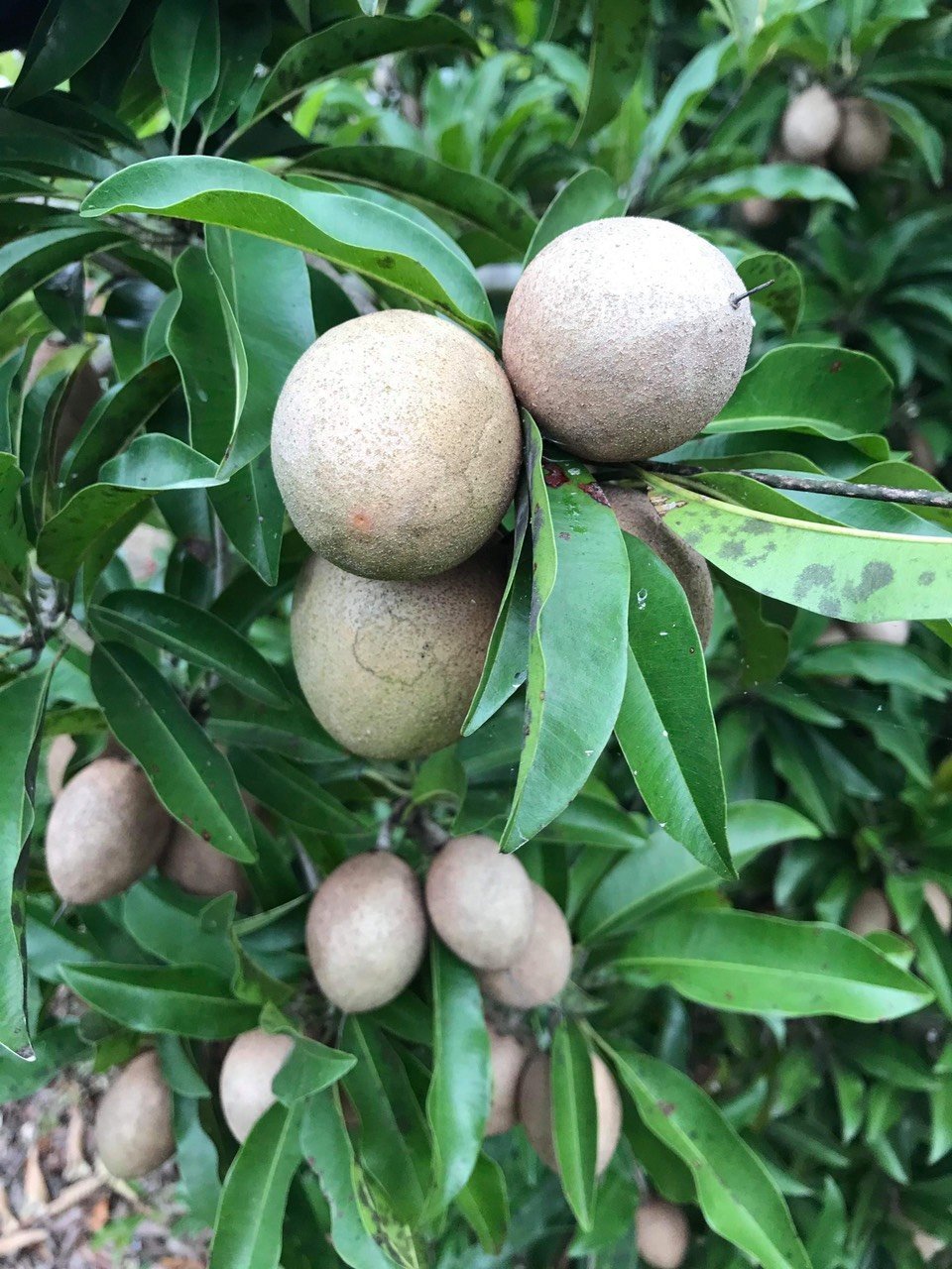 Sapodilla-Fruit-Boxe.jpg