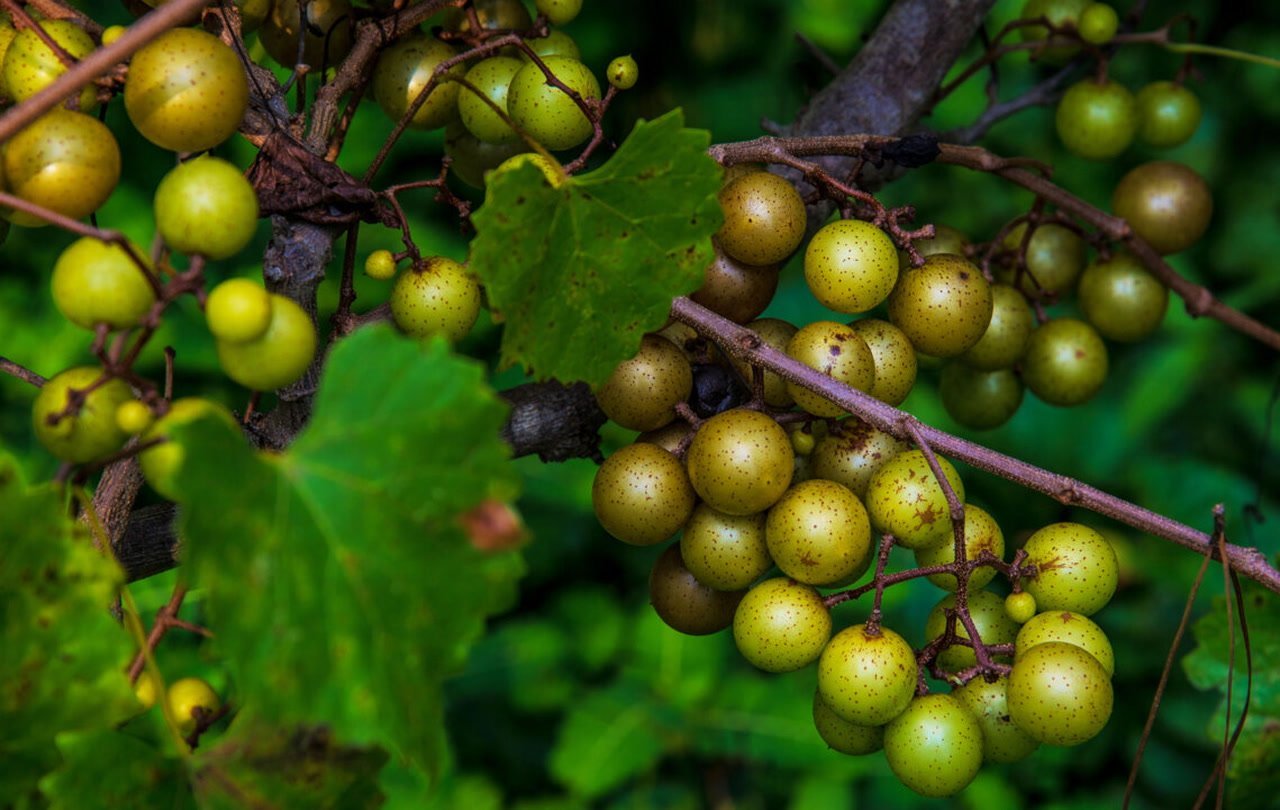 Scuppernong-Muscadine-Grapes-Fruit-Box.jpg