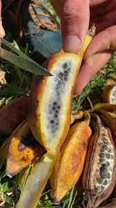 Buy Seeded Banana Fruit Box USA | Tropical Fruits Delivery