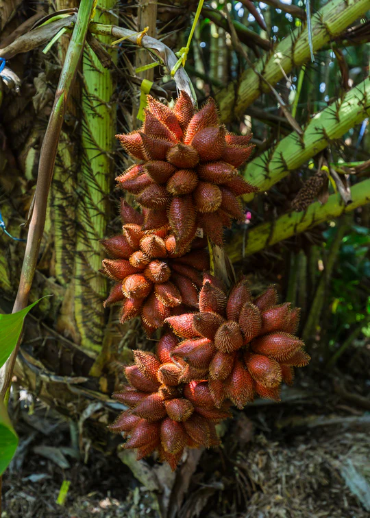 Snake-Fruit-Boxe.webp