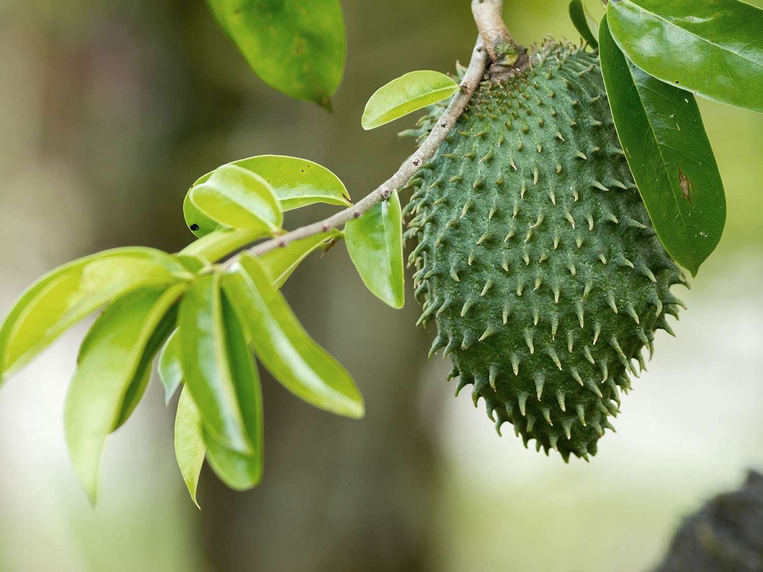 Soursop-Tropical-Fruit-Box.jpg