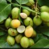 Buy Spanish Limes Fruit Box USA | Tropical Fruits Delivery