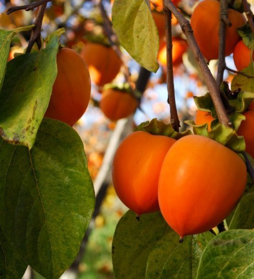 Spanish-Persimmons-Fruit-Boxes.jpg