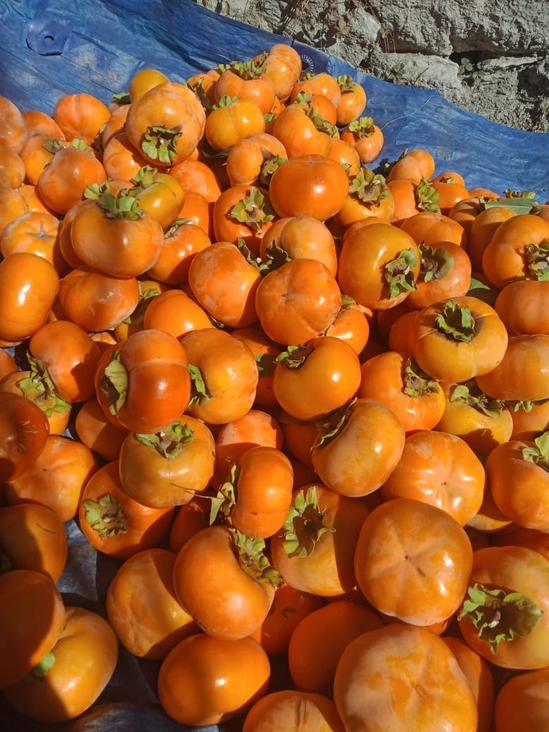 Spanish-Persimmons-Fruit.jpeg
