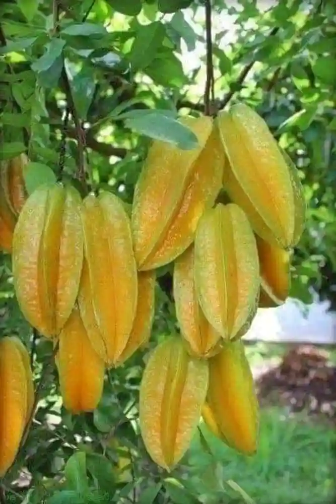 Star-Fruit-Box.webp