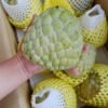 Juicy Atis Sugar Apple Fruit Box | Atis Fruits for Sale USA | Annona squamosa