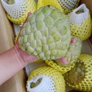 Juicy Atis Sugar Apple Fruit Box | Atis Fruits for Sale USA | Annona squamosa
