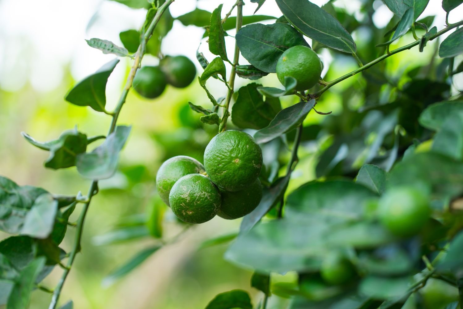 Tropical-Lime-Fruit-Boxs.jpg