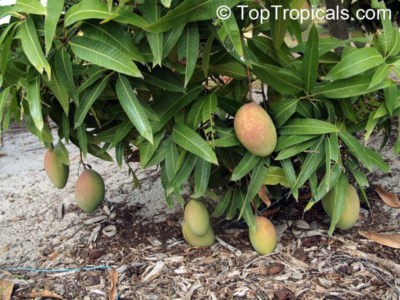 Tropical-Mangos-Fruit-Boxs.jpg