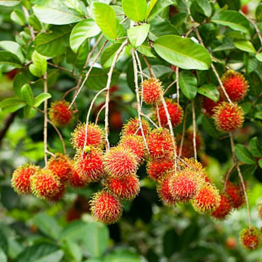 Tropical-Rambutan-Fruit-BoxES.jpg