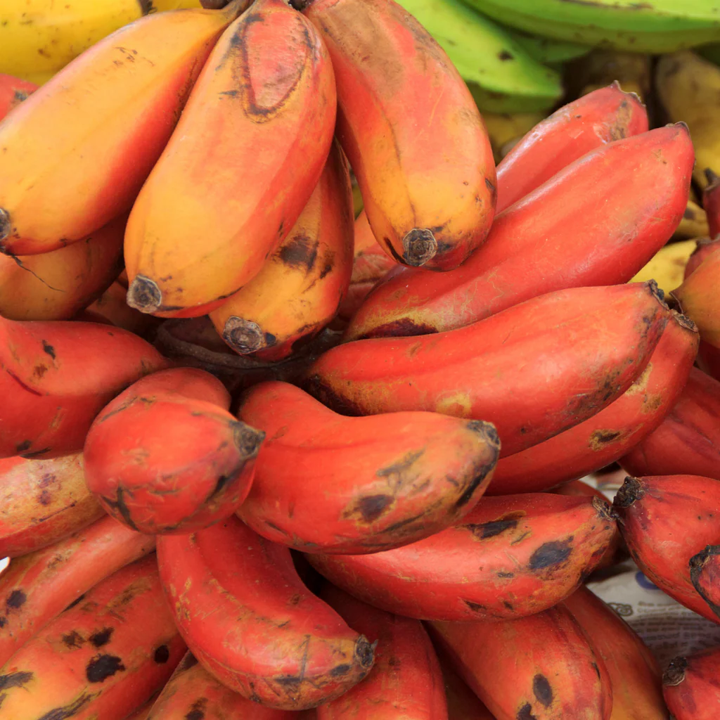 Tropical-Red-Banana-Fruit-Box.webp