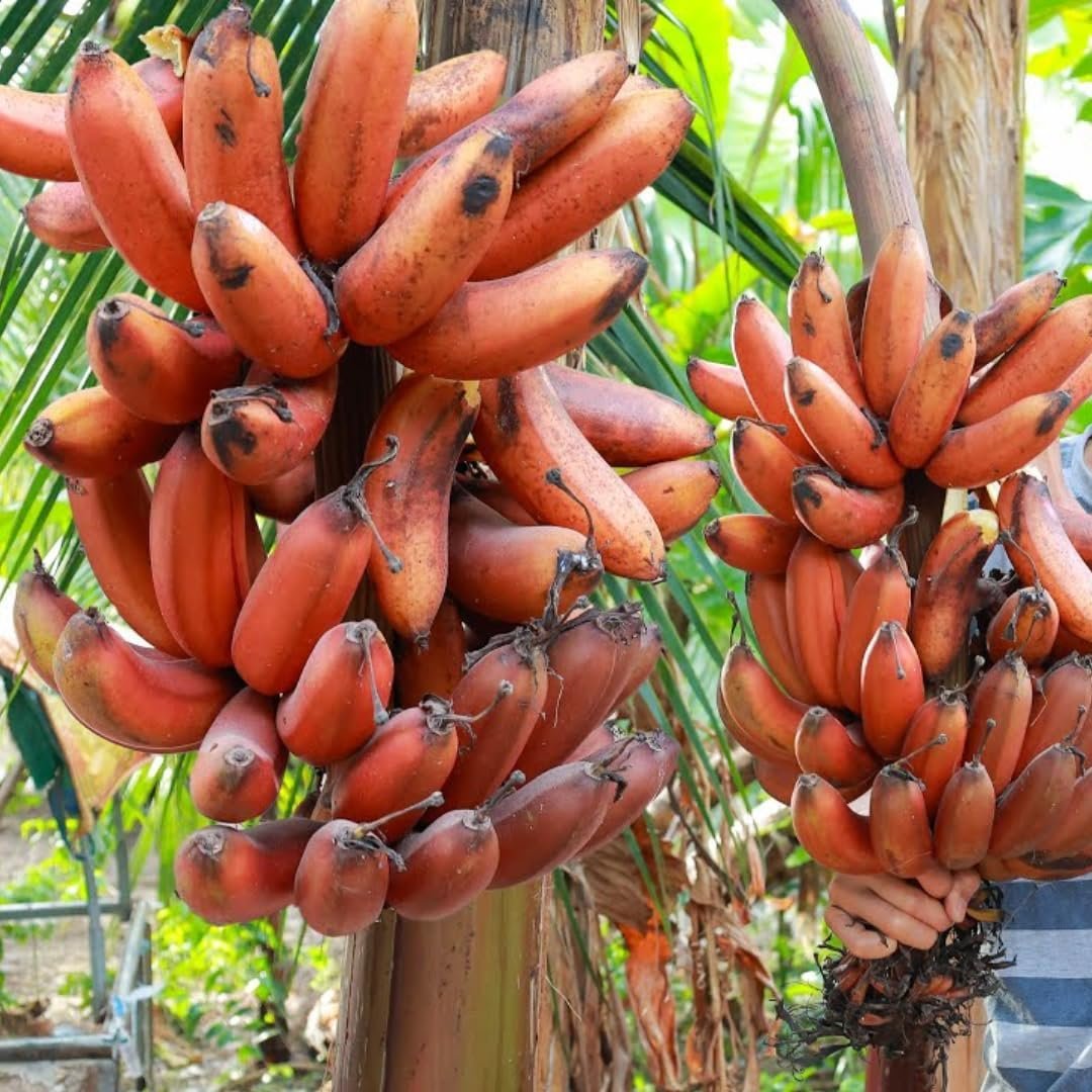 Tropical-Red-Banana-Fruit-Boxs.jpg