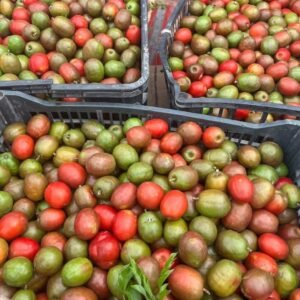 Order Ciruela Fruit Box | Mexican plum | Spondias purpurea