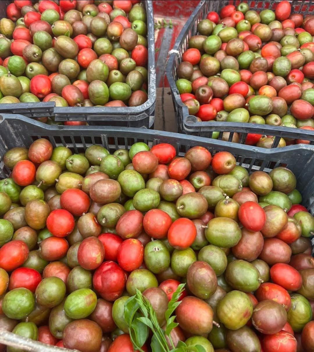 Tropical-plum-benefits.jpeg