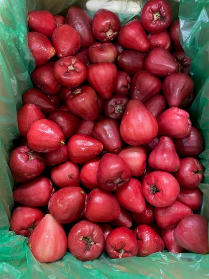 Wax-Jambu-Fruit-Box.webp