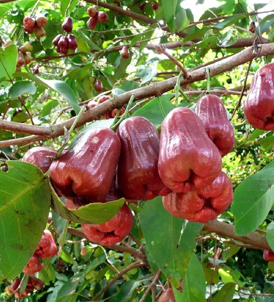 Wax-Jambu-Fruit-Boxs.jpg
