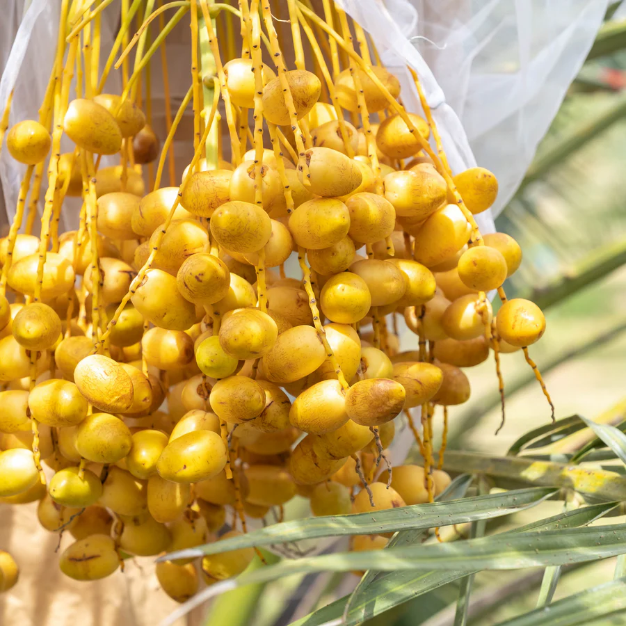 Yellow-Barhi-Dates-Fruit-Boxs.webp