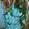 Buy Blue Java Banana Fruit | Ice Cream Banana | Fresh Tropical Fruit Box