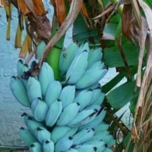 Buy Blue Java Banana Fruit | Ice Cream Banana | Fresh Tropical Fruit Box