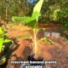 Grow Blue Java Banana in usa: The Ultimate Guide to cultivate the “Ice Cream” Banana