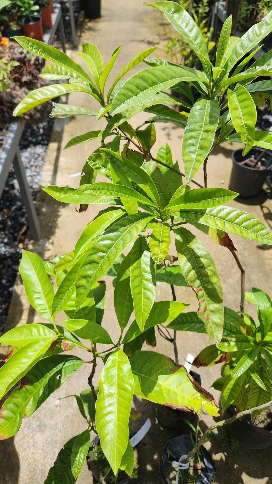grow-Abiu-Fruit-.jpeg